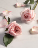 SILPIN Chulalongkorn Rose Premium Syrup 500 ml. - Image 4